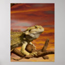 Search for bearded dragon posters Cold blooded