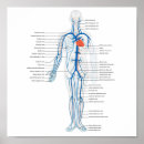 Search for circulatory system Veins