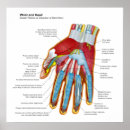 Search for hand anatomy posters Anatomical