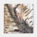 Search for birch magnets Nature