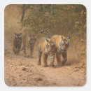 Search for royal tiger stickers Threatened