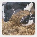 Search for hay stickers Agriculture