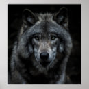 Search for black wolf posters Wildlife