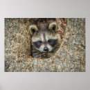 Search for nestled posters Wildlife