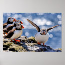 Search for puffin posters Nature