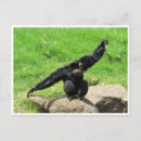 Search for gibbon postcards Nature