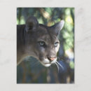 Search for cougar photography Puma