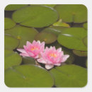 Search for lily flower stickers Nature