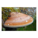 Search for bracket posters Fungus