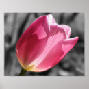 Search for black tulips posters Black and white