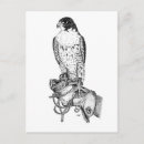 Search for peregrination postcards Hawk