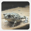 Search for toad stickers Amphibian