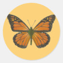 Search for orange butterflies stickers Garden