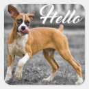 Search for hello greeting stickers Puppies