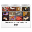 Search for sea slug Diving