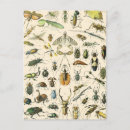 Search for insect postcards Nature