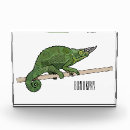 Search for lizard picture Reptile