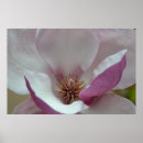 Search for tulip tree Pink