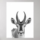 Search for pronghorns Desert
