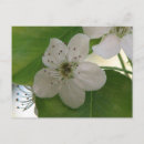 Search for pear tree postcards Flower