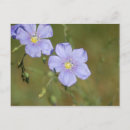 Search for flax postcards Blue