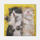Search for breeder magnets Animal