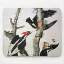 Search for audubon mousepads John