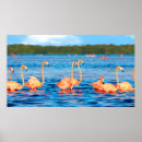 Search for american flamingo posters Animal
