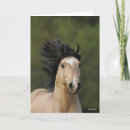 Search for buckskin cards Animal
