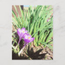 Search for grandma postcards Flowers