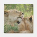Search for leo magnets Mammal