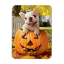 Search for jack o lanterns magnets Funny
