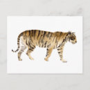 Search for tigers in postcards Animals