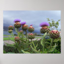 Search for scottish thistle posters Purple