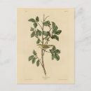 Search for tennessee postcards Illustration