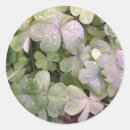 Search for irish luck stickers St patrick