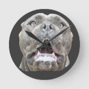 Search for cane clocks Corso