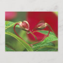 Search for begonia postcards Red