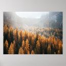 Search for larch Autumn