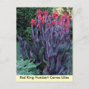 Search for canna postcards Lilies