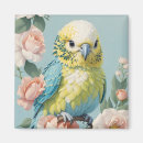 Search for budgie magnets Parakeet