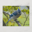 Search for bluejays postcards Wildlife