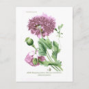 Search for opium poppy postcards Botanical