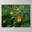 Search for slipper posters Botanical