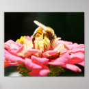 Search for pink zinnia posters Nature