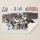Search for siberian husky blankets Cute
