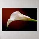 Search for calla posters Floral