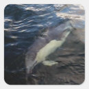 Search for dolphins swimming stickers Wildlife