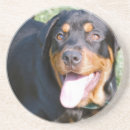 Search for rottweiler coasters Dog