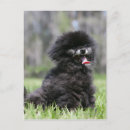Search for spitz dog postcards Pomeranian